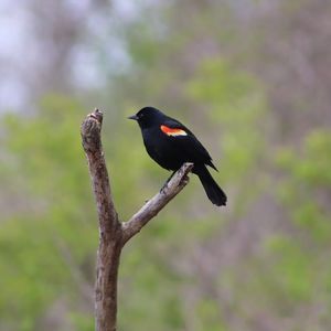 Meet your Posher, Terri